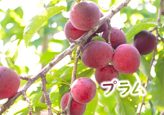 プラム