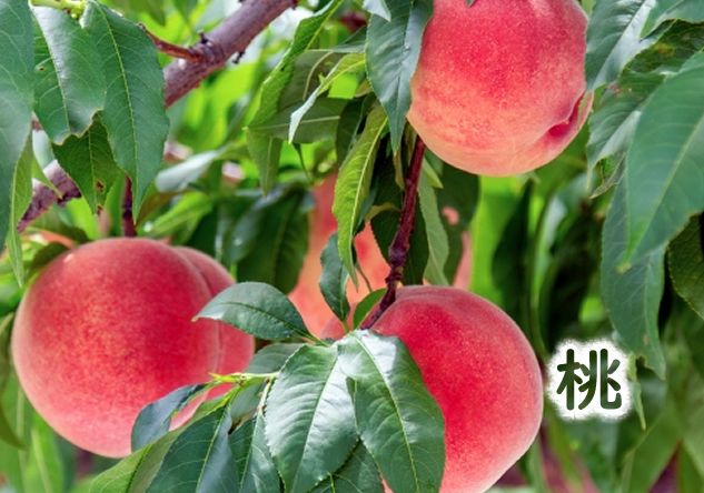 桃