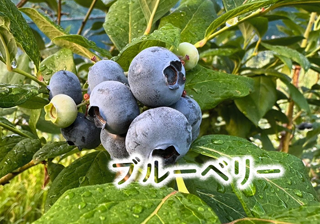 ブルーベリー