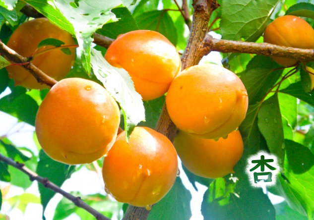 杏子