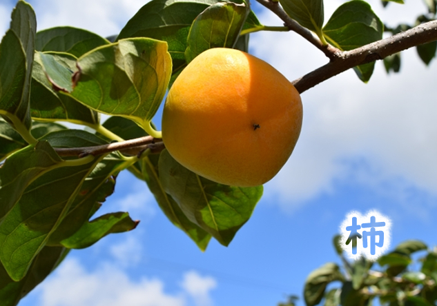 柿