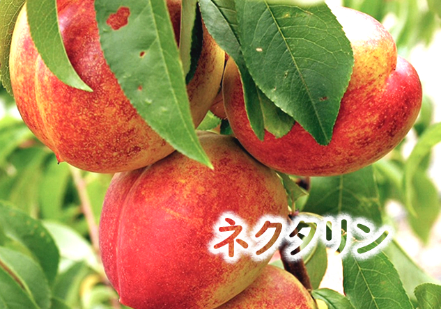 ネクタリン